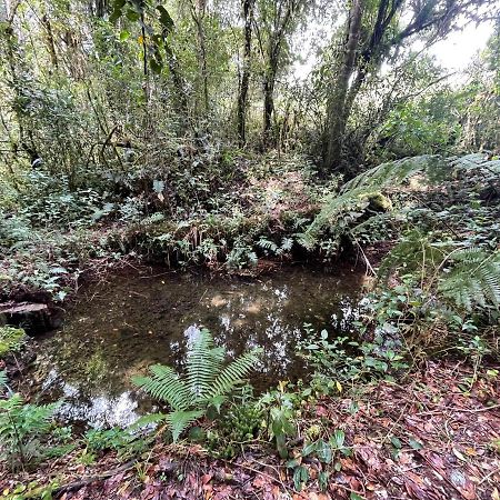 La Bromelia/Cabana De Montana, Cerro De La Muerte. Villa Cartago Ngoại thất bức ảnh