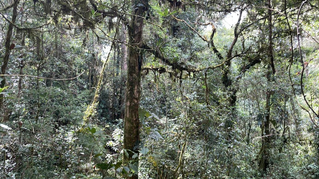 La Bromelia/Cabana De Montana, Cerro De La Muerte. Villa Cartago Ngoại thất bức ảnh