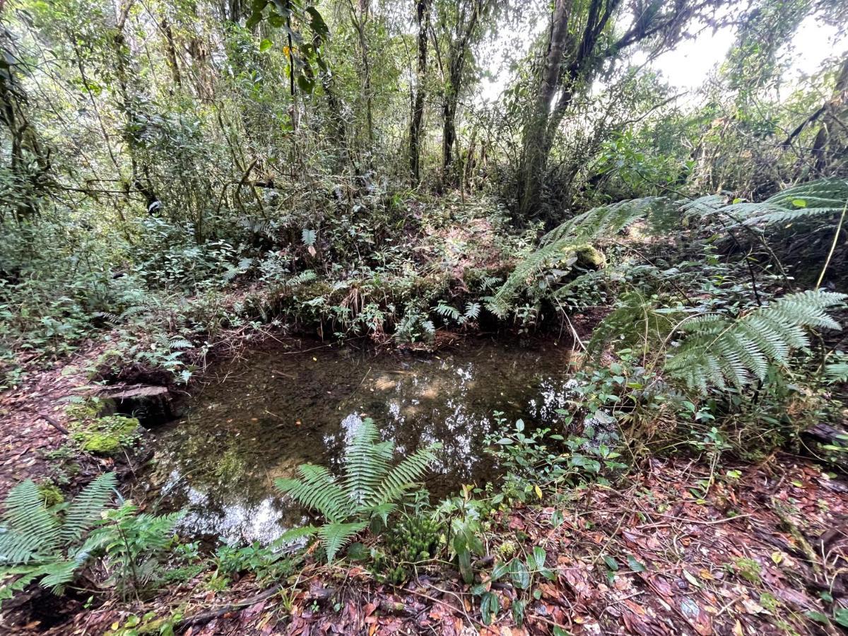 La Bromelia/Cabana De Montana, Cerro De La Muerte. Villa Cartago Ngoại thất bức ảnh