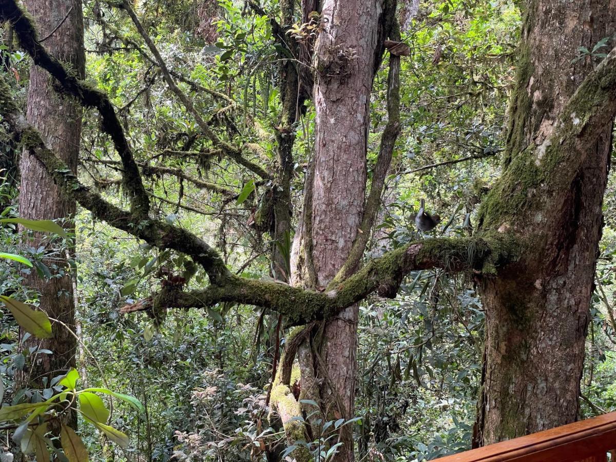 La Bromelia/Cabana De Montana, Cerro De La Muerte. Villa Cartago Ngoại thất bức ảnh